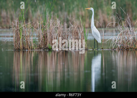 Grande aigrette (Casmerodius albus), la fin de l'été, MN, USA, par Dominique Braud/Dembinsky Assoc Photo Banque D'Images