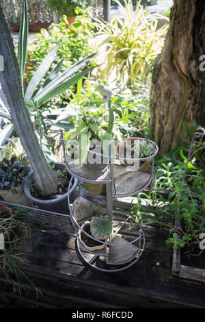 Mini pots décorés dans le jardin Banque D'Images