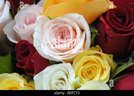 Bouquet de roses multicolores dans toute sa splendeur au marché hebdomadaire de mÃ¼nster en Westphalie. Banque D'Images