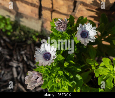 Un blue-eyed Daisy africains, Osteospermum, dans un lit de fleur. Kansas, États-Unis Banque D'Images