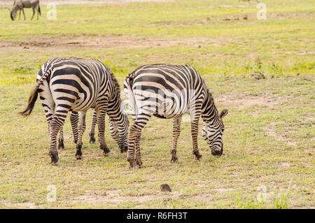 Le pâturage Zebra dans la savane du Parc d'Amboseli au Kenya Banque D'Images