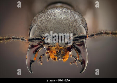 Grossissement extrême - Ocypus olens Banque D'Images