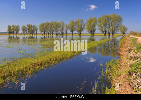 Paysage de printemps dans le Parc National de Biebrzanski, Pologne Banque D'Images