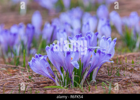 Crocus Crocus Longiflorus (ou Croci) est un genre de plantes de la famille de l'Iris, Parc National Tatrzanski, Pologne Banque D'Images