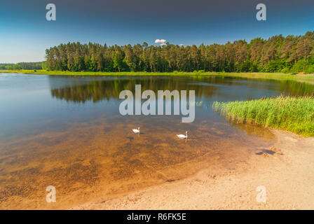 Lac artificiel de l'écho dans l'Étang Zwierzyniec, Parc National de Roztocze, Pologne Banque D'Images