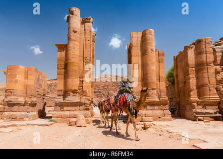 Les chameaux Crossing Themenos Gate et de la rue à colonnade à Petra, Jordanie Banque D'Images