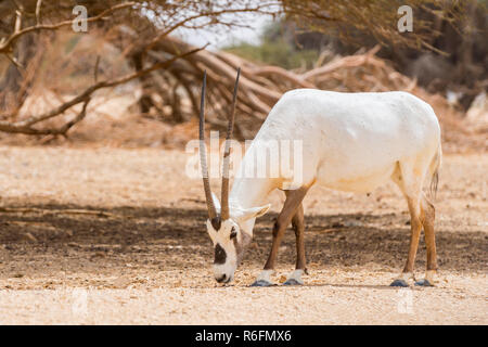 L'antilope, l'Oryx oryx blanc ou (Oryx leucoryx) à Yotvata Hai-Bar Nature Reserve, Israël Banque D'Images