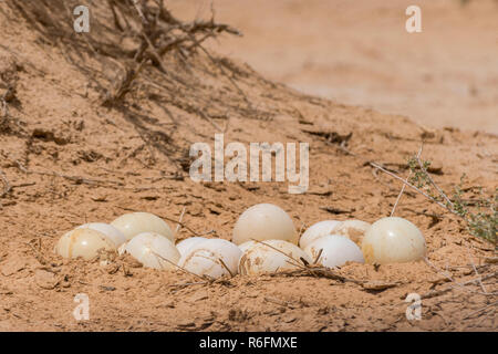 Les oeufs d'autruche d'Afrique du Nord dans la Hai-Bar Yotvata Nature Reserve, Israël Banque D'Images