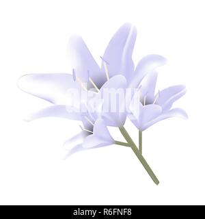 Bouquet de lis bleus pastel. Illustration vectorielle. Belles fleurs. Illustration de Vecteur