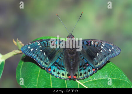 Papillon indien, Baron, lubentina Euthalia Gaudy Banque D'Images