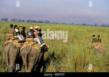 Les touristes à dos d'éléphant au cours de safari (Elephas maximus), parc national de Kaziranga, Assam, Inde Banque D'Images