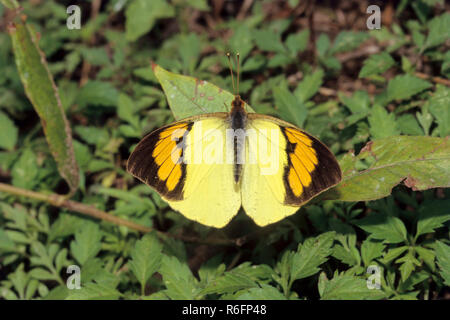 Les insectes, Papillon, jaune orange Tip (Ixias pyrene), de l'Arunachal Pradesh, Inde Banque D'Images