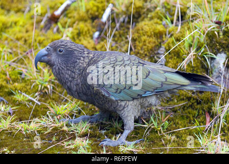 Le Kea (Nestor Notabilis), une espèce de perroquet de la famille) trouvés dans les régions alpines et boisées de l'île du sud de Zealan Banque D'Images