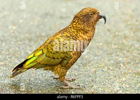 Le Kea (Nestor Notabilis), une espèce de perroquet de la famille) trouvés dans les régions alpines et boisées de l'île du sud de Zealan Banque D'Images