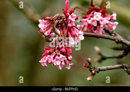 Avec l'inflorescence fleurs ouvert à partir de l'hiver - boule de neige viburnum viburnum bodnant Banque D'Images