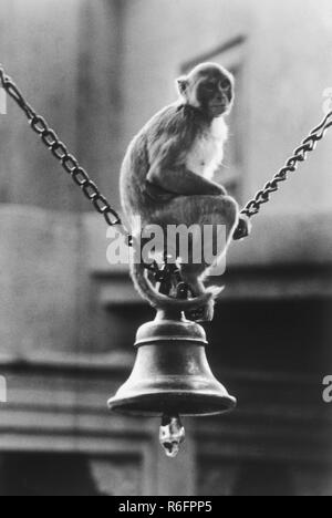 Singe sur la cloche du temple, Banaras, Benaras, Varanasi, Uttar Pradesh, Inde, ancienne image vintage 1900s Banque D'Images