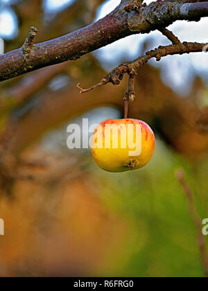 Dernière pomme sur l'arbre lone apple rouge et jaune Banque D'Images