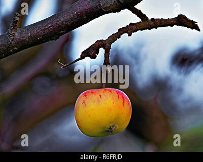 Dernière pomme sur l'arbre lone apple rouge et jaune Banque D'Images