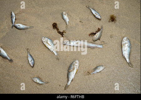 Les poissons morts rejetés sur le rivage d'une plage vide à Bahia, Brésil Banque D'Images