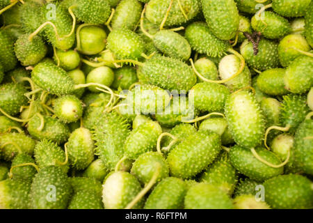 Pile de Cucumis anguria fruit vert hérissés sur l'affichage à un marché de fruits tropicaux à Bahia, au Brésil, où elle est connue comme une maxixe Banque D'Images