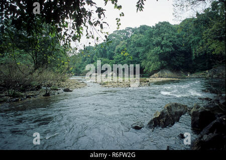 Rivière Kunthipuzha dans silent valley, parc national, la forêt tropicale, Kerala, Inde Banque D'Images