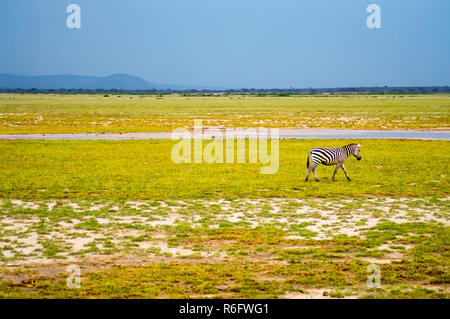 Zebra isolés gambader dans la savane du Parc d'Amboseli au Kenya Banque D'Images