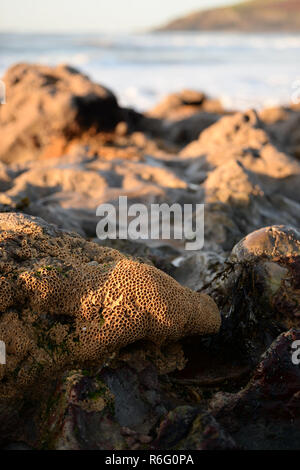 Les vers segmentés colonie de former un nid de sable et de fragments de coquilles qu'une maison sur une plage sur la Gower près de The Mumbles, Paris, France Banque D'Images