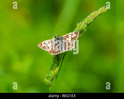 (Pyrgus malvae Grizzled Skipper) reposant sur une feuille Banque D'Images