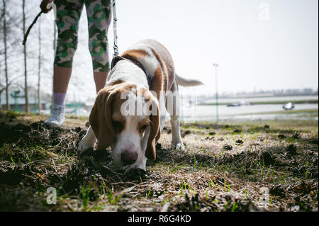 Les jeunes animaux de races de chien beagle marcher dans le parc à l'extérieur. La jeune fille marche avec précaution le chiot en laisse, joue et s'entraîne avec lui Banque D'Images