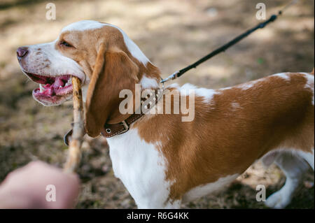 Les jeunes animaux de races de chien beagle marcher dans le parc à l'extérieur. Le chiot cause bien d'un bâton Banque D'Images