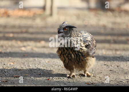 Owl est un excellent prédateur des forêts avec glissement silencieux Banque D'Images