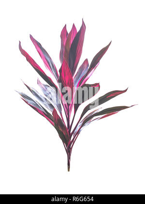 Cordyline fruticosa isolés d'arbres Banque D'Images