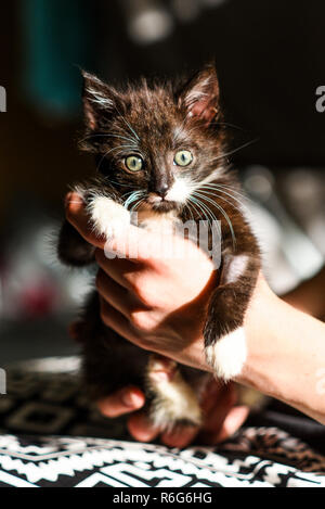 Un petit chaton noir et blanc dans les mains d'un homme aimant. Banque D'Images