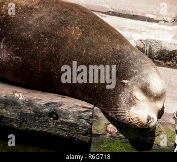 Sea Lion head shot dormir paisiblement sur un quai Banque D'Images