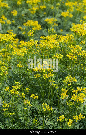 Ruta graveolens en fleurs dans le jardin Banque D'Images