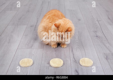 Chat rouge le choix de levures sèches extrait de petri cup Banque D'Images