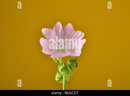 Musk mallow-jaune aut Banque D'Images