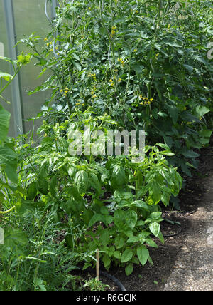 Les jeunes plants de tomates et basilic dans la serre Banque D'Images