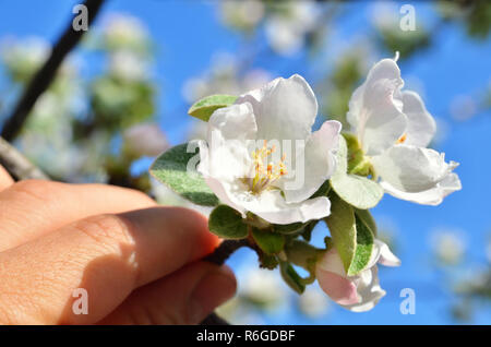 Fleur de pomme dans la main d'un homme Banque D'Images