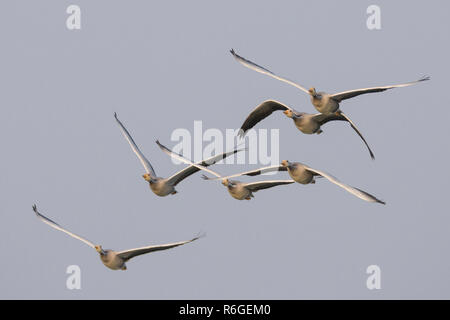 Bar-dirigé oies (Anser indicus) en vol à Thol Bird Sanctuary, Gujarat, Inde Banque D'Images