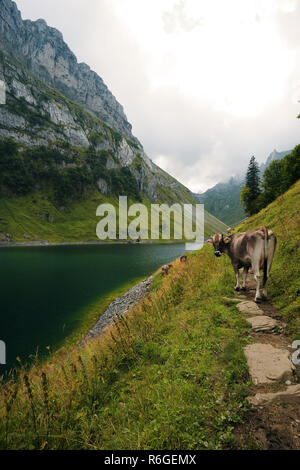 Vache dans les montagnes suisses Banque D'Images