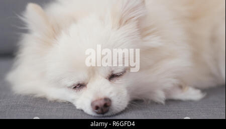 Pomeranian chien dormir sur canapé Banque D'Images