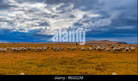 Troupeau de moutons dans la prairie Hulun Buir, Mongolie intérieure, Chine Banque D'Images