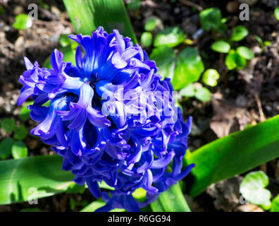 Cultivar de fleurs violettes de Hyacinthus orientalis dans un jardin, Scilloideae, Asparagacées Banque D'Images