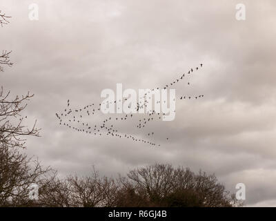 Des oiseaux du ciel nuageux moody migration par temps couvert Banque D'Images