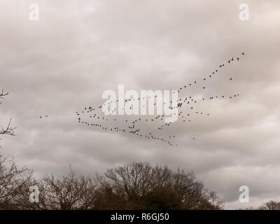 Des oiseaux du ciel nuageux moody migration par temps couvert Banque D'Images