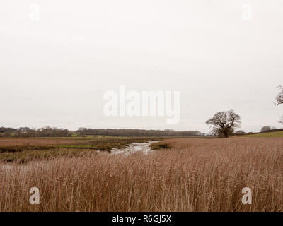 L'herbe d'or blanc hiver roseaux paysage nuageux Banque D'Images