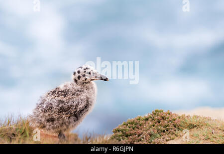 Seagull Baby Chick Banque D'Images