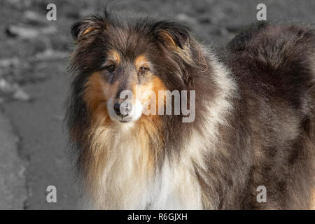 Rough Collie en attente de son propriétaire, Abington, Northampton, Royaume-Uni. Banque D'Images