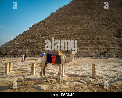 GIZA, EGYPTE - 19 OCT 2018 : un chameau près de la grande pyramide de Gizeh en Egypte Banque D'Images